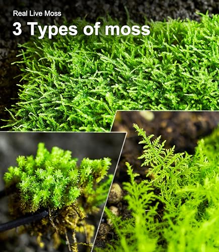 Live Moss Variety Pack for Reptiles– 3-Pack Mixed Real Terrarium Mosses (Each 3.5" x 7") – Live Sheet/Sphagnum Moss for Snake Gecko Turtle Frog Habitats, DIY Plant Décor – Fresh Reptiles Substrate
