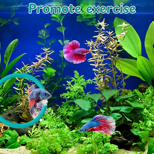 2 pcs Betta Ring Enrichment Toys with 1 pcs Betta Mirror, Exercise Training Ring and Floating Mirror for Fish Tank, Aquarium Feeding Rings with Floating Mirrors, Fish Toys, Bettas Toy (Teal, M-70mm) - color: Teal, size: M-70mm