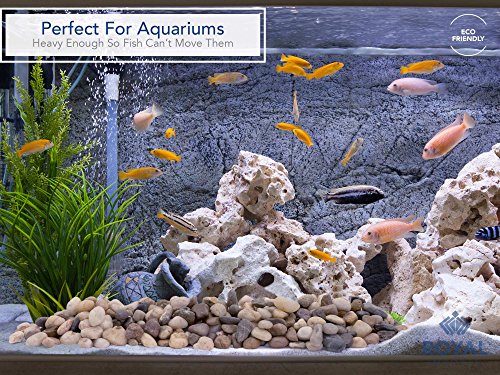 Royal Imports 5LBS River Rocks Decorative Ornamental Pebbles, Garden Landscaping Stones, Gravel Filler for Plants, Vases, Succulents, Home Decor, Aquariums, Crafting, Animal Habitat - Large Natural - size: Medium - 5 lbs, style: Natural