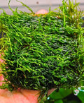 Enchanting Aquatic Moss Collection: Create a Lush Underwater Landscape with Easy-Care Varieties - Perfect for Aquarium Décor and Aquascaping (Flame Moss - 3inx3in Mat) - style: Flame Moss - 3inx3in Mat