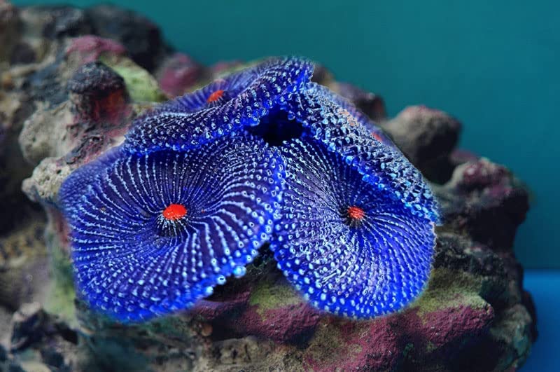 4Pcs Artificial Coral, Faux Coral Ornaments, Aquarium Decorations for Fish Tank Aquarium, Fish Cave Hideout Decoration Landscape (Blue)