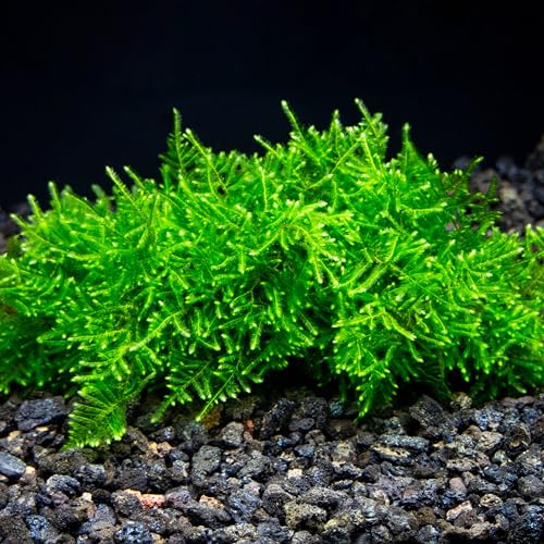 Christmas Moss on Natural Cholla Wood 6 Inches Perfect for Aquascaping, Shrimp Tanks, Nano Tanks, and Fish Tanks Low Light Freshwater Live Moss for Decorations and Breeding