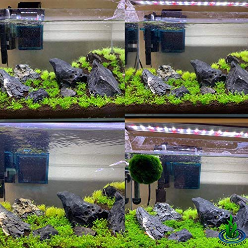 Dwarf Baby Tears Hemianthus Callitrichoides Java Moss Live Aquarium Plants Freshwater Fish Tank Vitro TC Cup