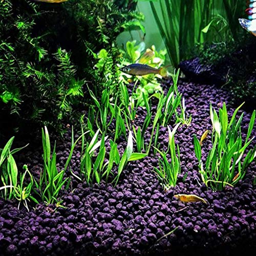 Helanthium Tenellus Green Tissue Culture Live Aquarium Plant Tropical Freshwater Decorations BUY2GET1FREE