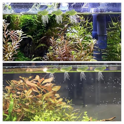 Artificial Floating Duckweed Aquarium Plant Decor, Simulation Plastic Mini Duckweed with Roots, 72pcs (18pcs X 4 Packs) for Fish Tank Landscape and Freshwater Aquariums