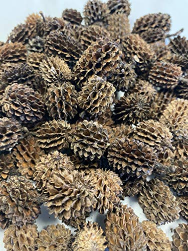 Alder & Casuarina Cones Betta Shrimp Tank Promotes Natural Habitat, Breeding, Tannin Producing Improves Immunity, Easy to Use, by Awesome Aquatic (25 Pack Casuarina) - size: 25 Pack Casuarina