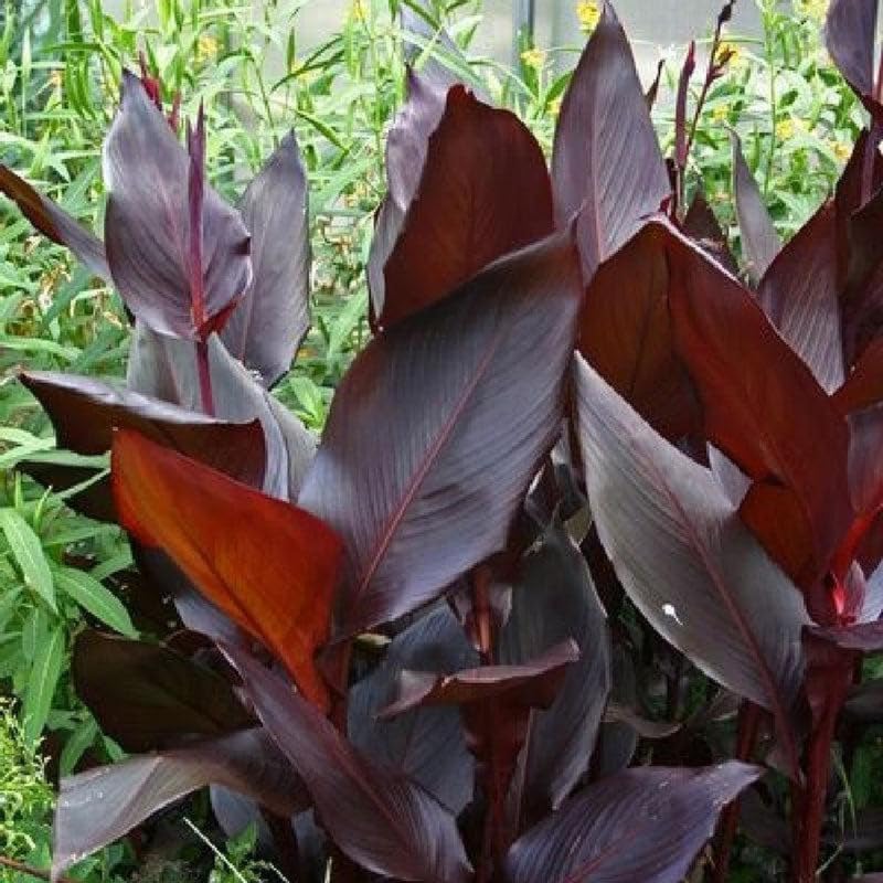 Canna 'Compact Australia', a Great Live Pond Plant for Your Water Garden. Filters The koi and Goldfish Pond. Good for Bogs, Plant Shelf or Shallow Water This marginal Aquatic is a Real Beauty - color: Canna 'Compact Australia'