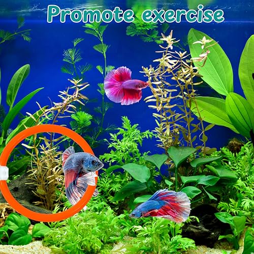 Betta Mirror Enrichment Fish Toys Stimulation, 2 pcs Exercise Feeding Rings And Training Mirror With Floating Ball Toy, Betta Fish Tank Accessories, Small Aquarium Tank Decoration (Orange, M) - color: Orange, size: M