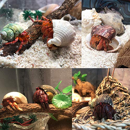 SINKOO 17PCS Hermit Crab Shells (9 Types), Natural Turbo Seashells 0.98"-3.15" for Small Medium Large Crab Growth Hideouts, Hermit Crab Accessories and Aquarium Tank Beach Decor