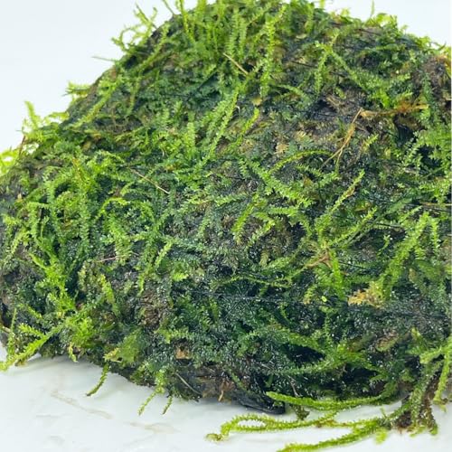Java Moss Freshwater Live Aquarium Plants on Driftwood Perfect Natural Decor Fish Tank Decoration