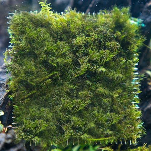 SubstrateSource Live Aquarium Plants on Driftwood, Lava Rock, Moss, Fiber Mat - Freshwater Fish Tanks - Easy, Beginner Friendly (Fissidens Fontanus on Stainless Steel, (1 Pack)) - color: Fissidens Fontanus - Stainless Steel, size: 1 Pack