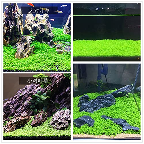 3 Pack Aquarium Plant s-e-e-d. Mini-Leaf 30gram. not Plastic Carpet Decor Decoration not Artificial YZ-AAA04
