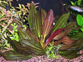 Potted Melon Sword - Beginner Tropical Live Aquarium Plant - color: Green