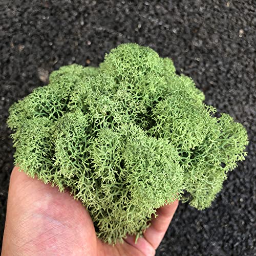 Preserved Reindeer Moss Natural Green DIY Kit Gardenning Art Wall Decor Florist Decor Easter Table Decor Wedding - color: Green-09, size: 0.85 lb