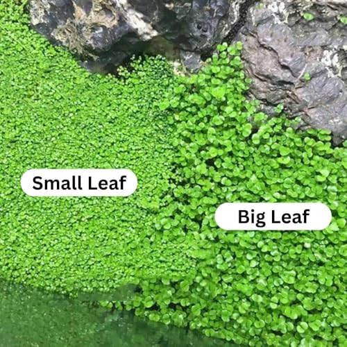 Freshwater Aquarium Decor, Easy Growing Dwarf Carpet for Fish Tank/Terrarium, Natural Aquatic Plant Growth Material – 1 Pack (Big Leaf)