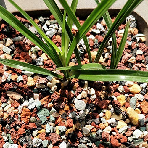 Mix Horticultural Lava Pebbles Pumice Potting Soil Amendment Succulent Cactus Bonsai Gritty Rock Decorative Gravel Plant Drainage Volcanic Rock for Terrarium Fairy Gardening Top Dressing 2.2lb - color: Multi, size: 2.2 lb