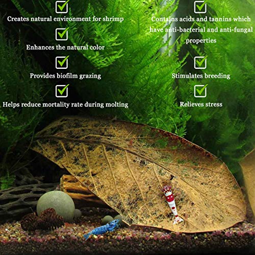 SunGrow 10 Pcs Catappa Indian Almond Leaves for Shrimp Aquariums, 4-7 Inches Long Leaf as Hiding Spot, Tannins Lowers Tank's pH, Softens Water, Enhance Spawning & Vitality Rate