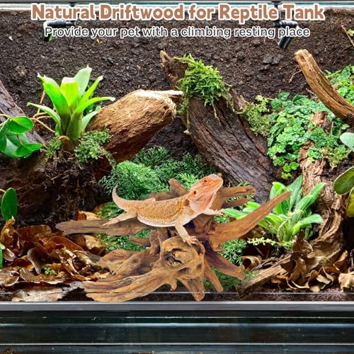 PINVNBY Large Driftwood for Aquarium Fish Tank Decorations Natural Assorted Branches Bearded Dragon Tank Accessories Terrarium Decor for Aquarium Decor (11-18 inches/1 Pack) - size: XL:Mopani Driftwood (11 - 18 inches/1 Pack)