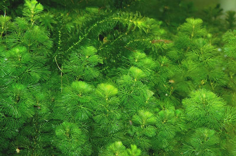 3X Green Cabomba Caroliniana Live Aquarium Plants for Aquatic Freshwater Fish Tank