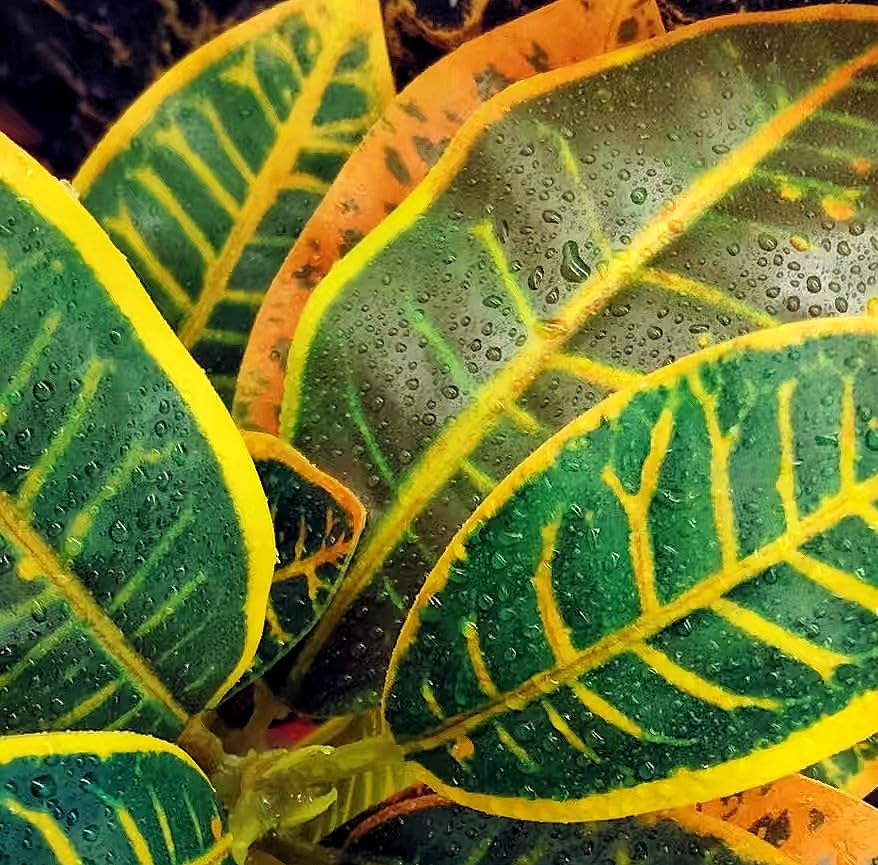 Reptile Plants Terrarium Artificial Leaves Reptile Tank Decorations for Bearded Dragon Lizard Snake Geckos Chameleon Amphibian Habitat Terrarium Decor - color: Gradient
